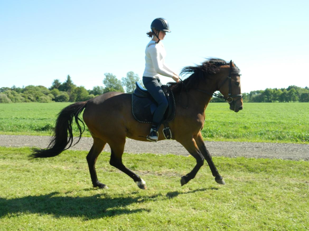 Dansk Varmblod Stenager's Remember Me - 05.06.13 - Første galop vi har fået her ved Britta ;-) billede 15