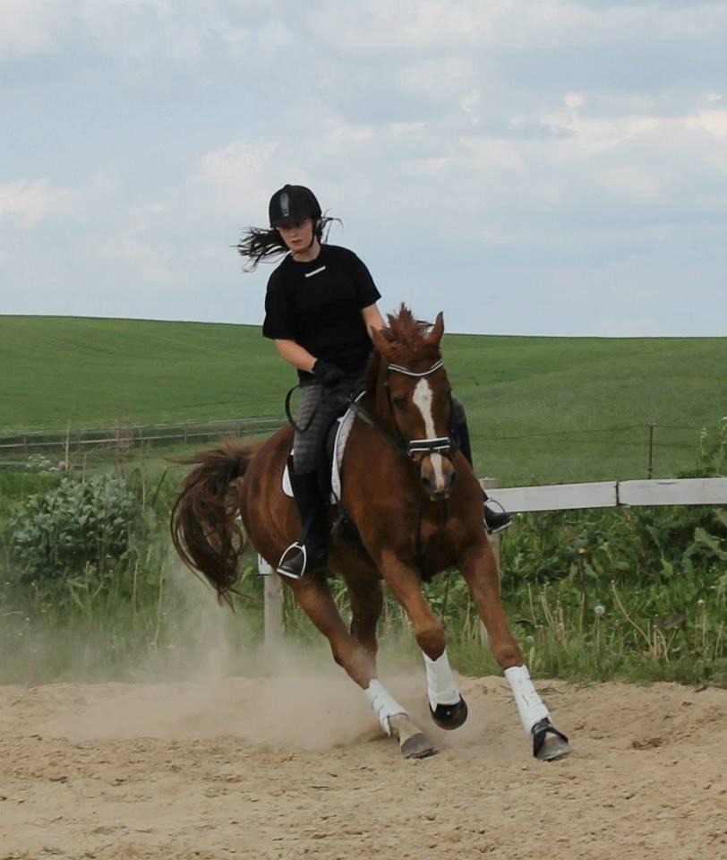 Tysk Varmblod Romeo Herkules (Solgt) - Så er vi igang igen, efter en lang skade. Dejlige hest <3 5 juni 2013 billede 3