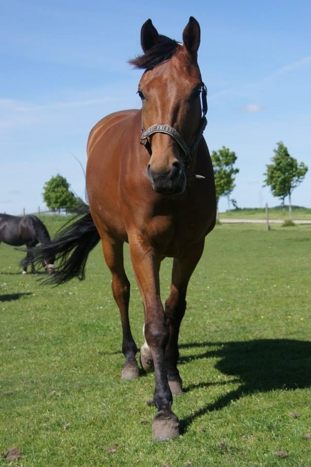 Dansk Varmblod Zaki billede 7