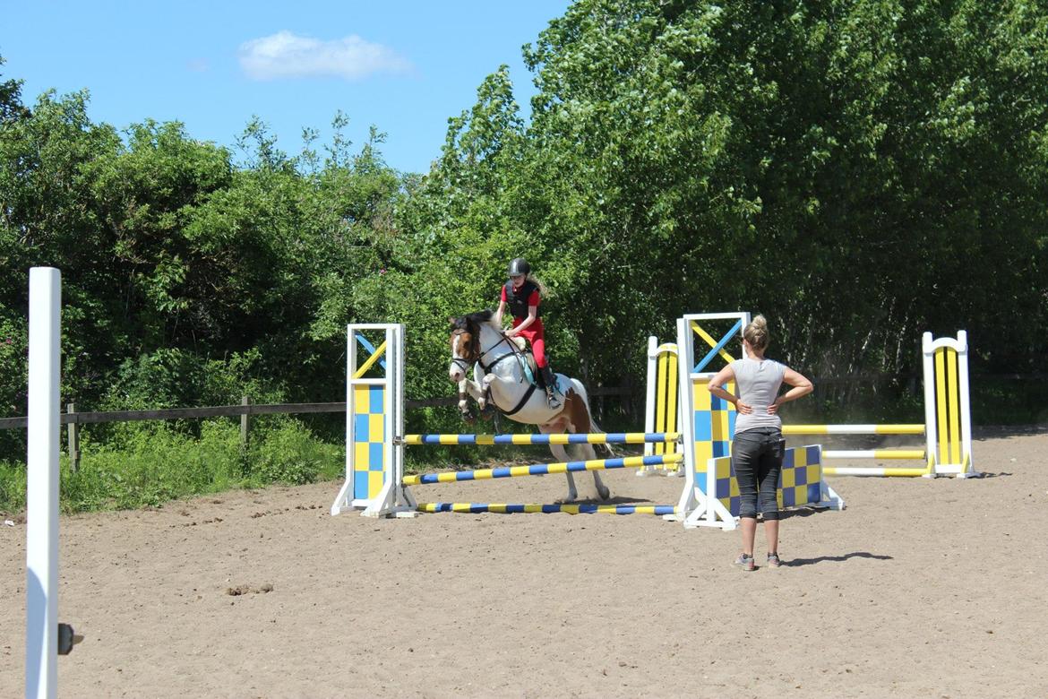 Anden særlig race Strit <3 - spring (foto sofie) billede 12