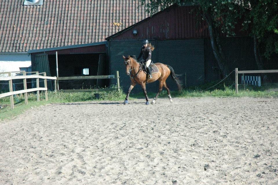 Dansk Varmblod Rikke*Stjerne* billede 9