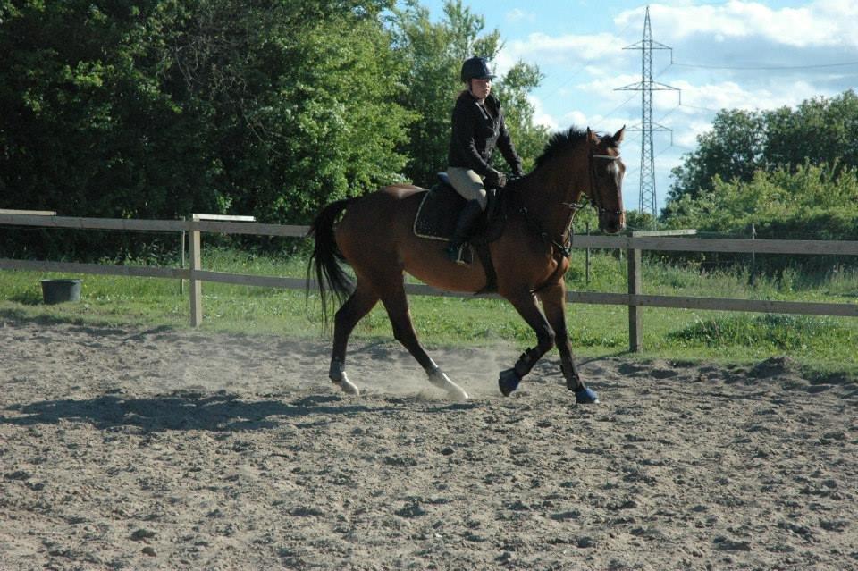 Dansk Varmblod Rikke*Stjerne* billede 10