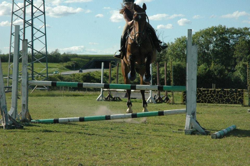 Dansk Varmblod Rikke*Stjerne* billede 11