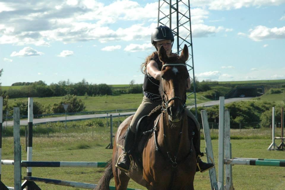 Dansk Varmblod Rikke*Stjerne* - Love <3 billede 12