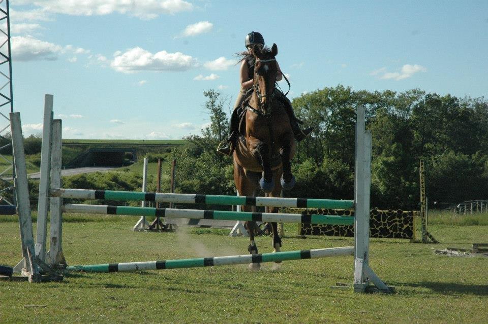 Dansk Varmblod Rikke*Stjerne* billede 13