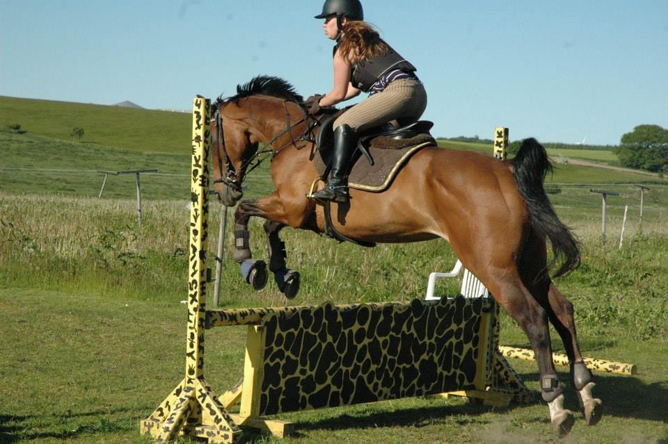 Dansk Varmblod Rikke*Stjerne* billede 14