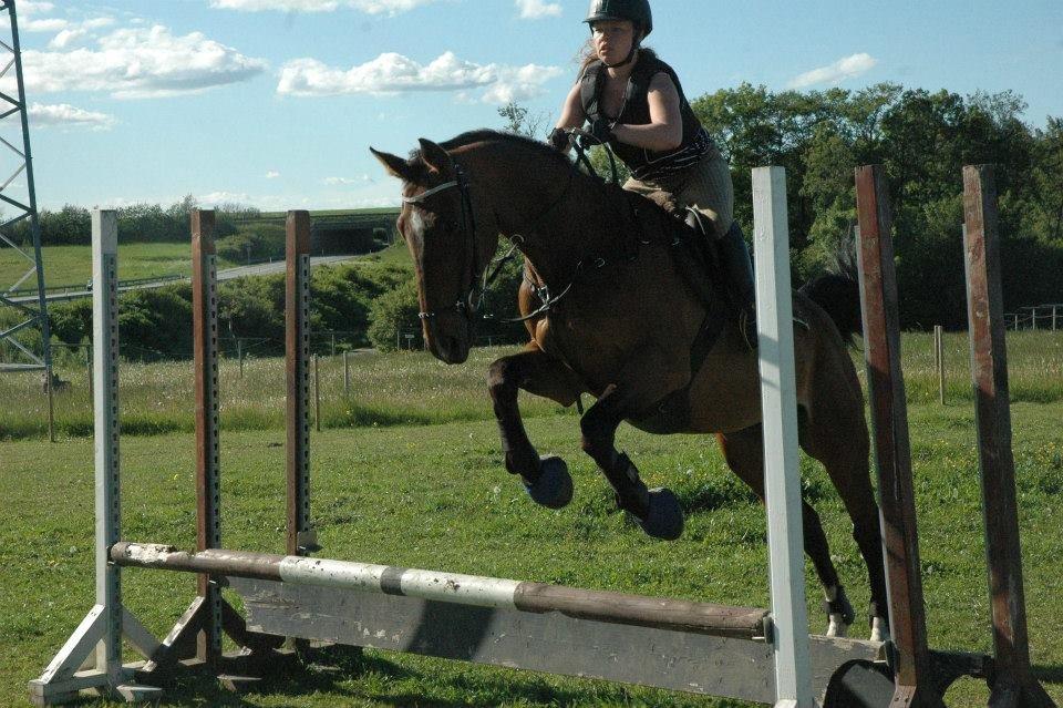 Dansk Varmblod Rikke*Stjerne* billede 15