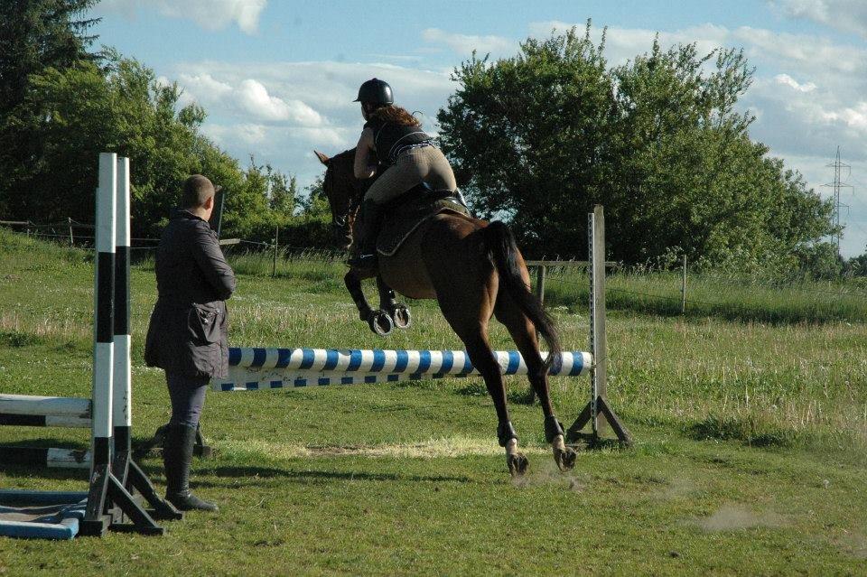Dansk Varmblod Rikke*Stjerne* billede 16