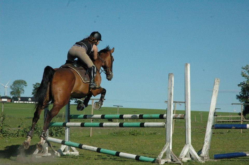 Dansk Varmblod Rikke*Stjerne* billede 17