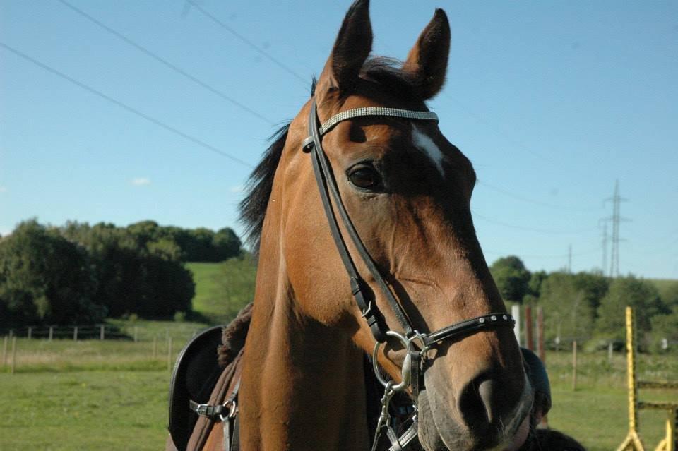 Dansk Varmblod Rikke*Stjerne* - Smukke!!<3 billede 18