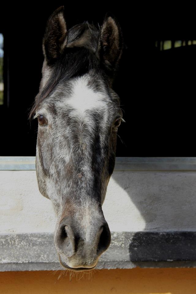 Holstener Schouwgaardens Quinto - Nyder udsigten fra sit vindue :) billede 1
