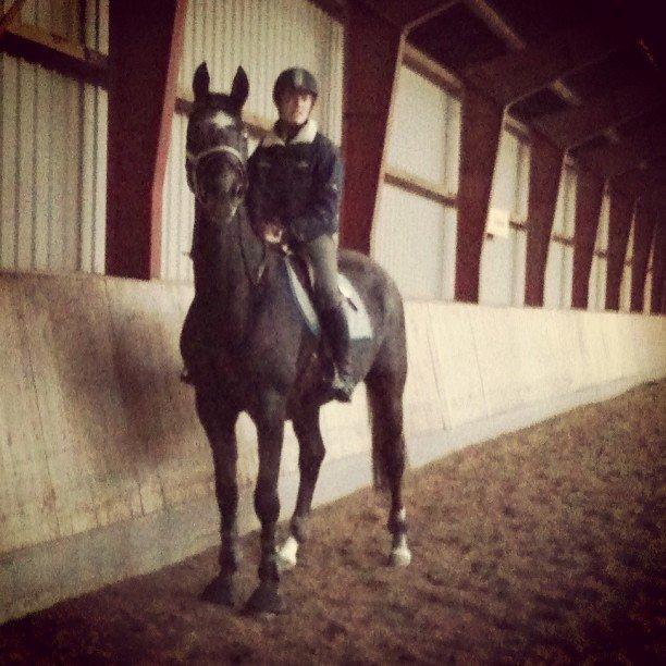 Holstener Schouwgaardens Quinto - Dyygtig ridehest ;) billede 2