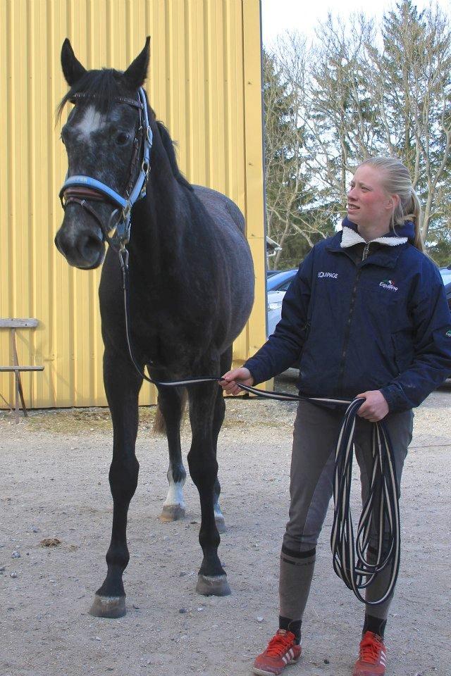 Holstener Schouwgaardens Quinto - 1. dag efter ankomst. Spææændende :) billede 3