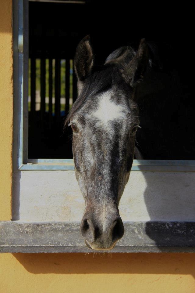 Holstener Schouwgaardens Quinto billede 4