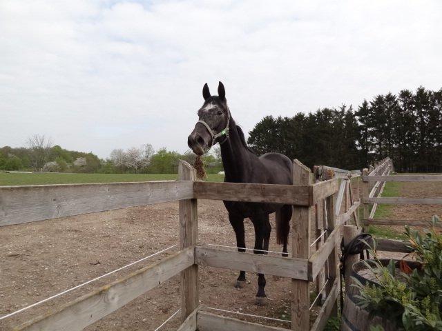 Holstener Schouwgaardens Quinto - Q har fundet en spændende tot græs :P billede 5