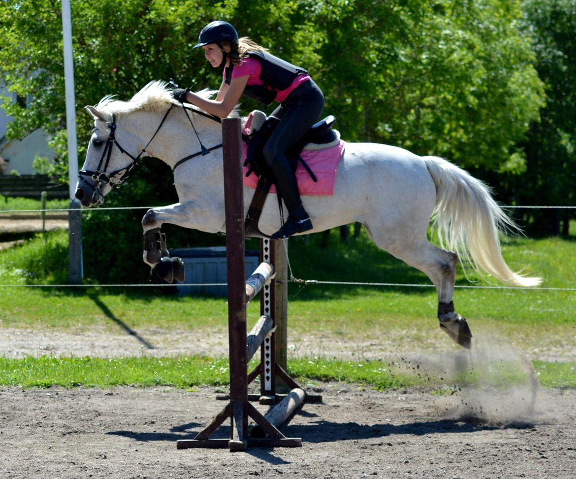 Anden særlig race Miss Dulle *Stjernepony* - Er glad for at vi er nået så langt! :) billede 19