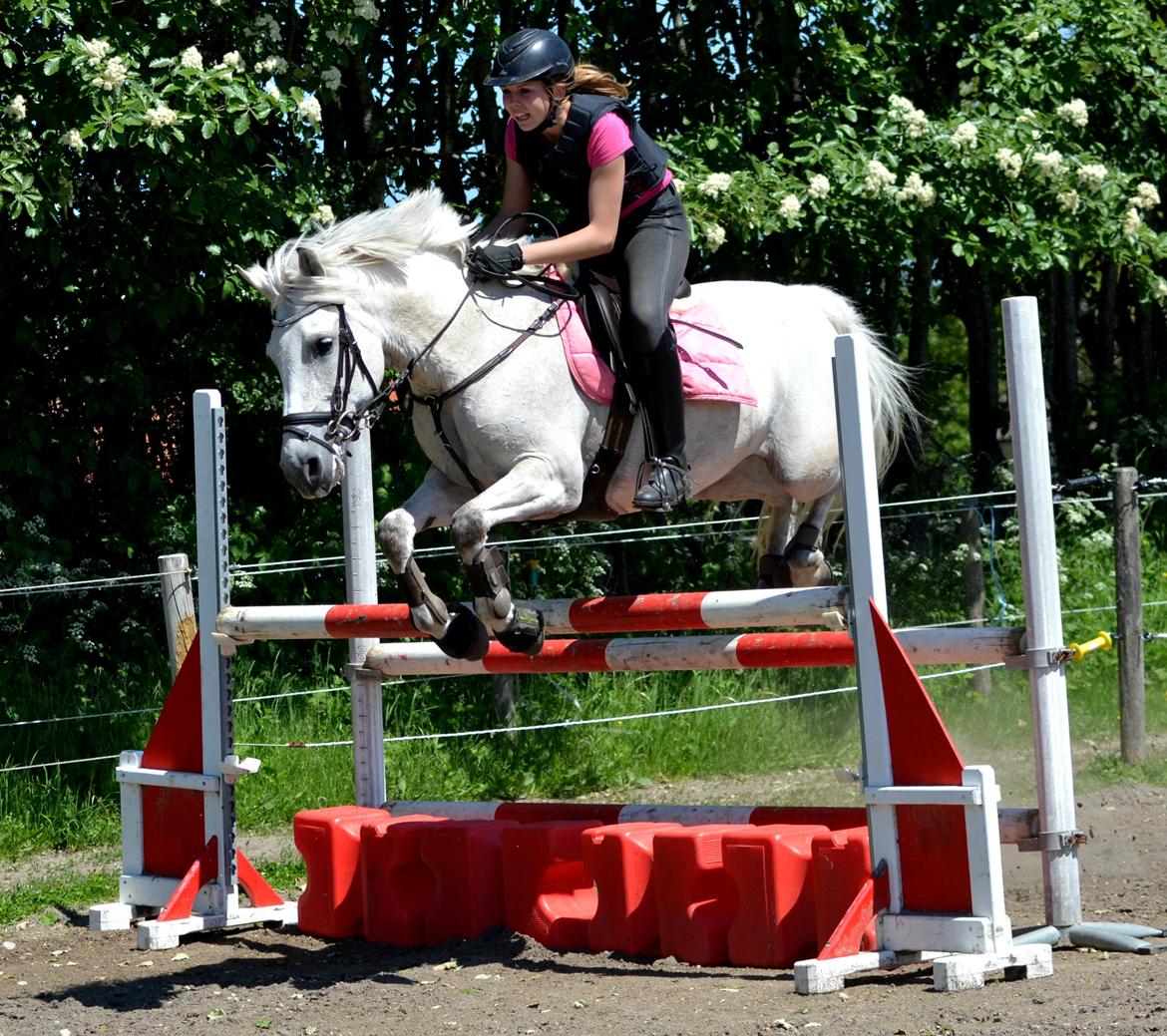 Anden særlig race Miss Dulle *Stjernepony* - Du gør mig altid glad! billede 12