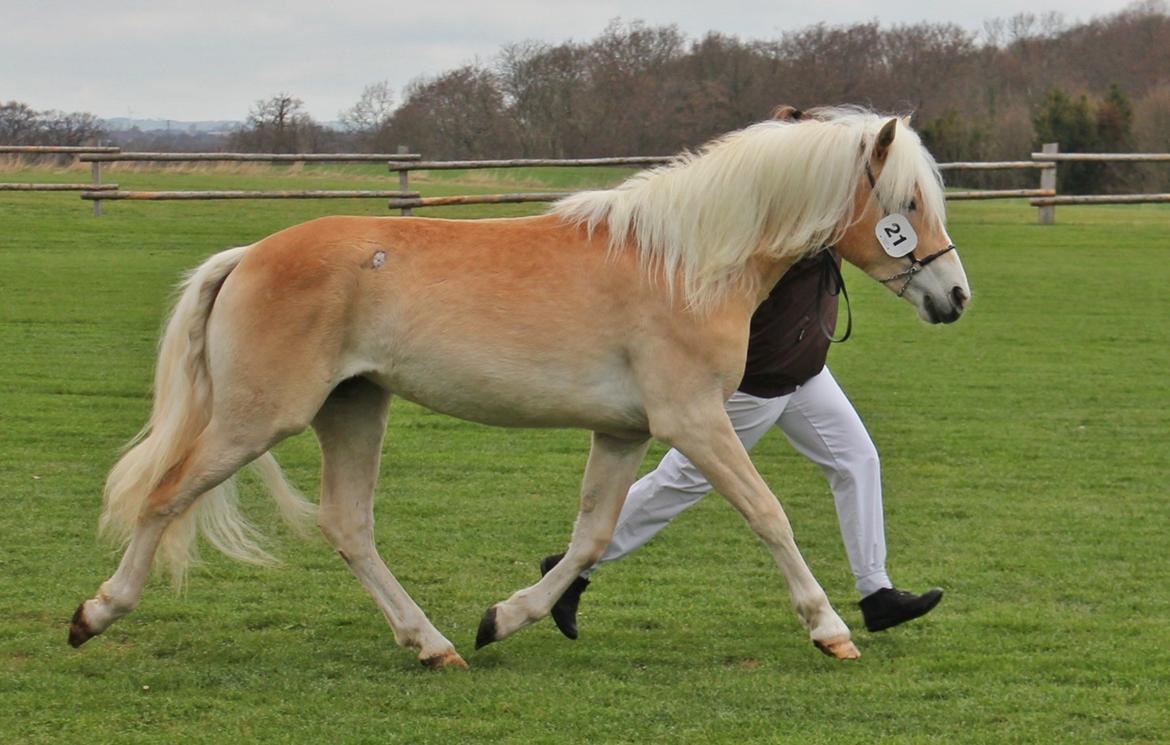 Tyroler Haflinger 'Haffi af Elghuset' (Solgt) - Dorthealyst 2013 billede 2