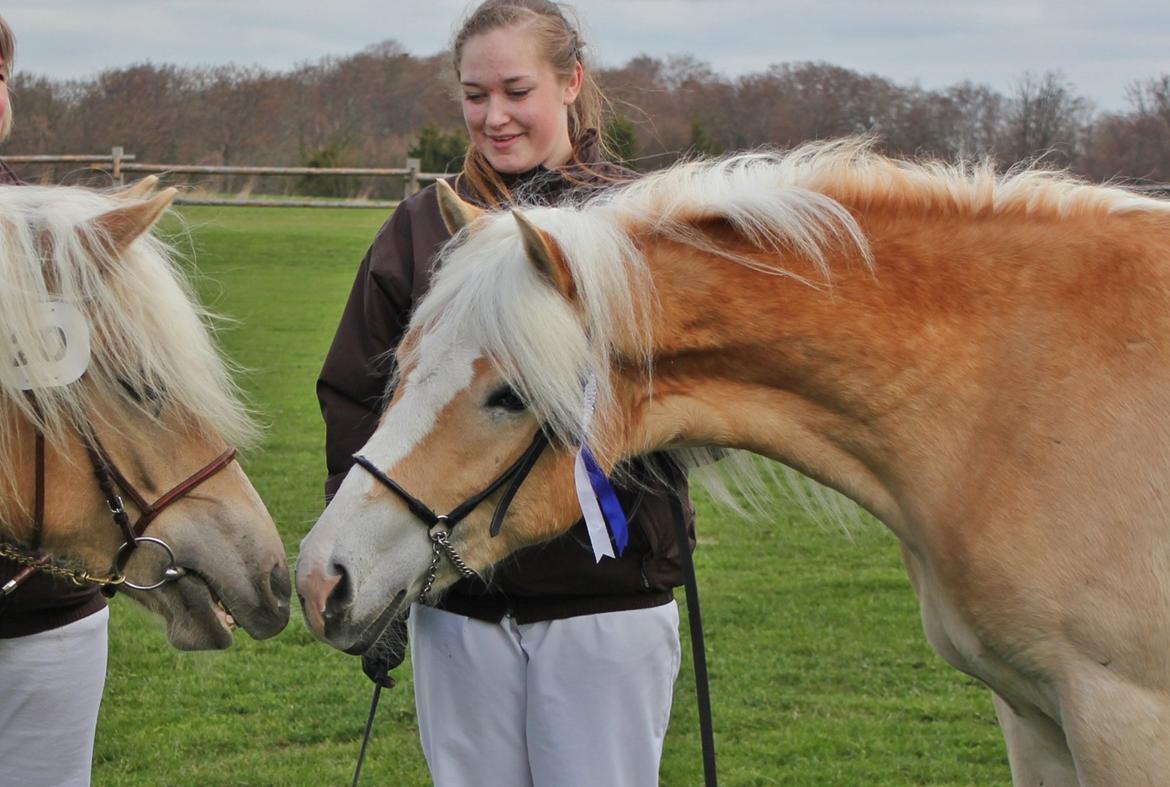 Tyroler Haflinger 'Haffi af Elghuset' (Solgt) - Dorthealyst 2013 billede 4