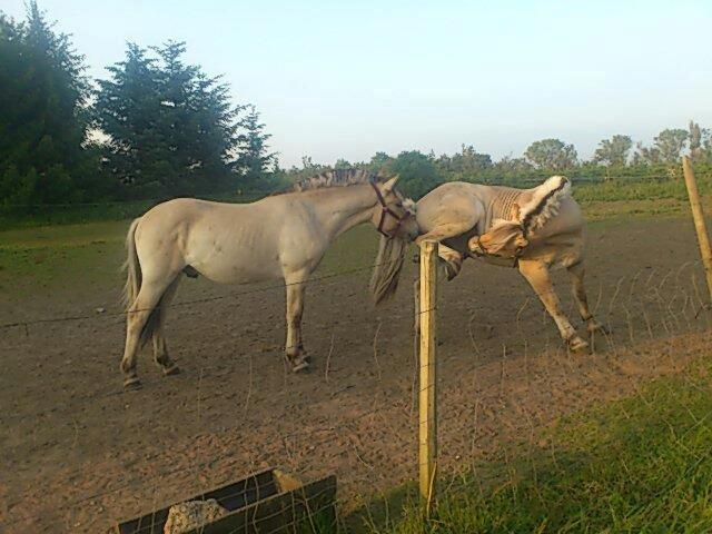 Fjordhest Apollo billede 12