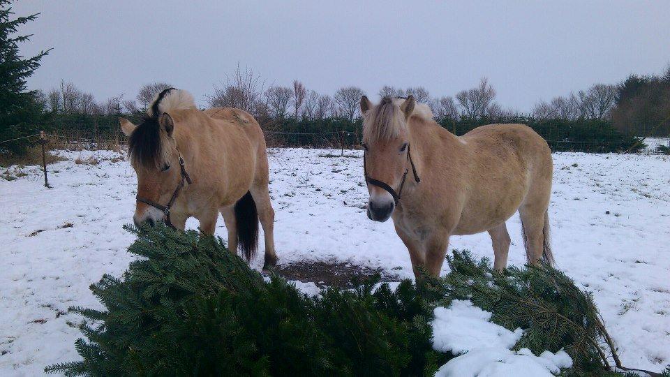 Fjordhest Apollo billede 13