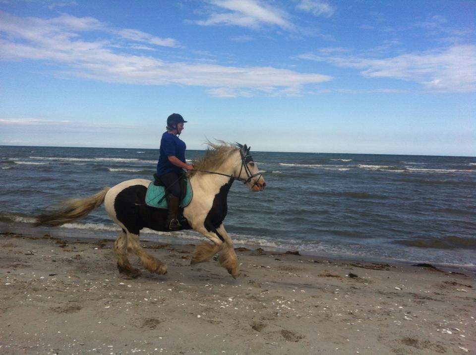 Irish Cob Willie McLeod billede 5