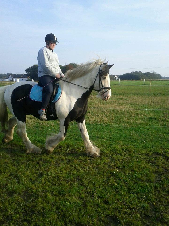 Irish Cob Willie McLeod billede 14