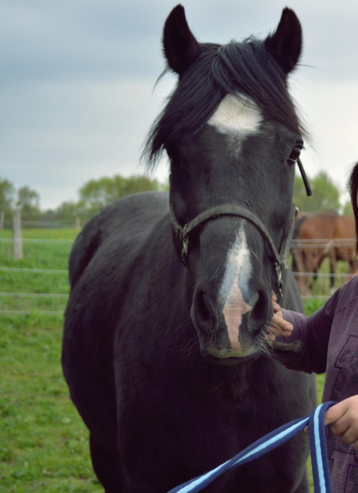 Welsh Cob (sec D) Valhallas Jesse James den smukke! billede 15