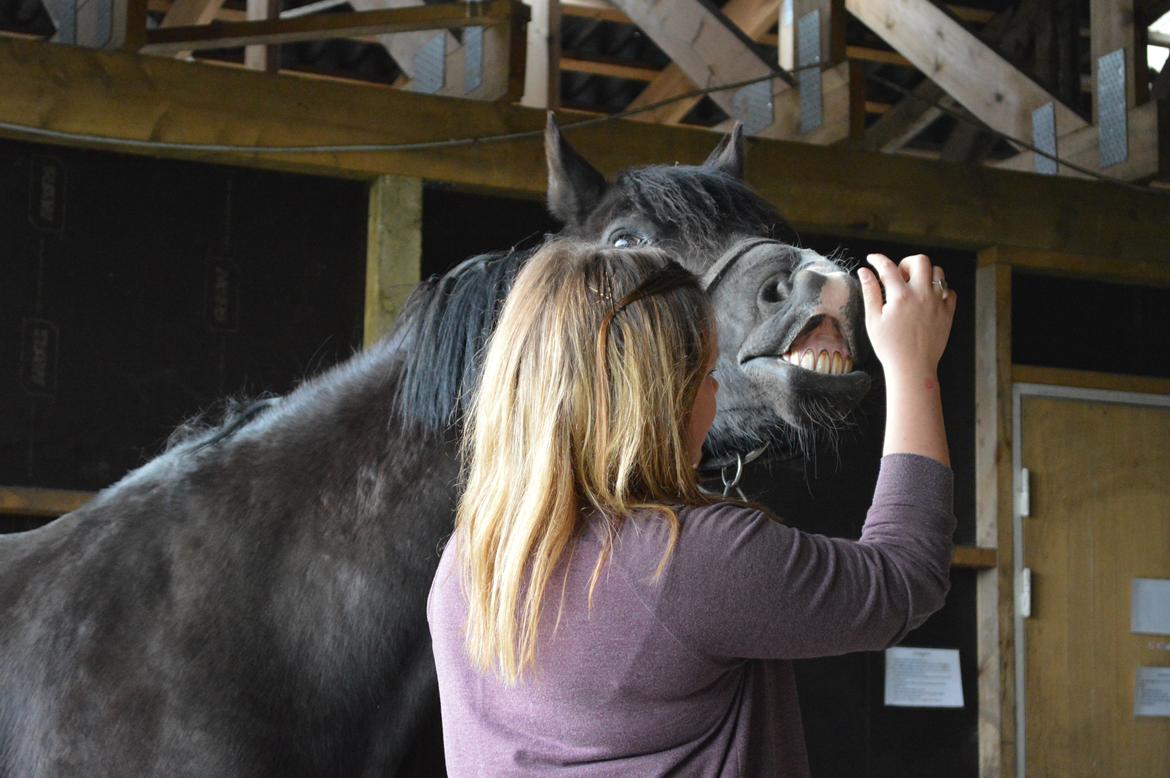Welsh Cob (sec D) Valhallas Jesse James den smukke! billede 16
