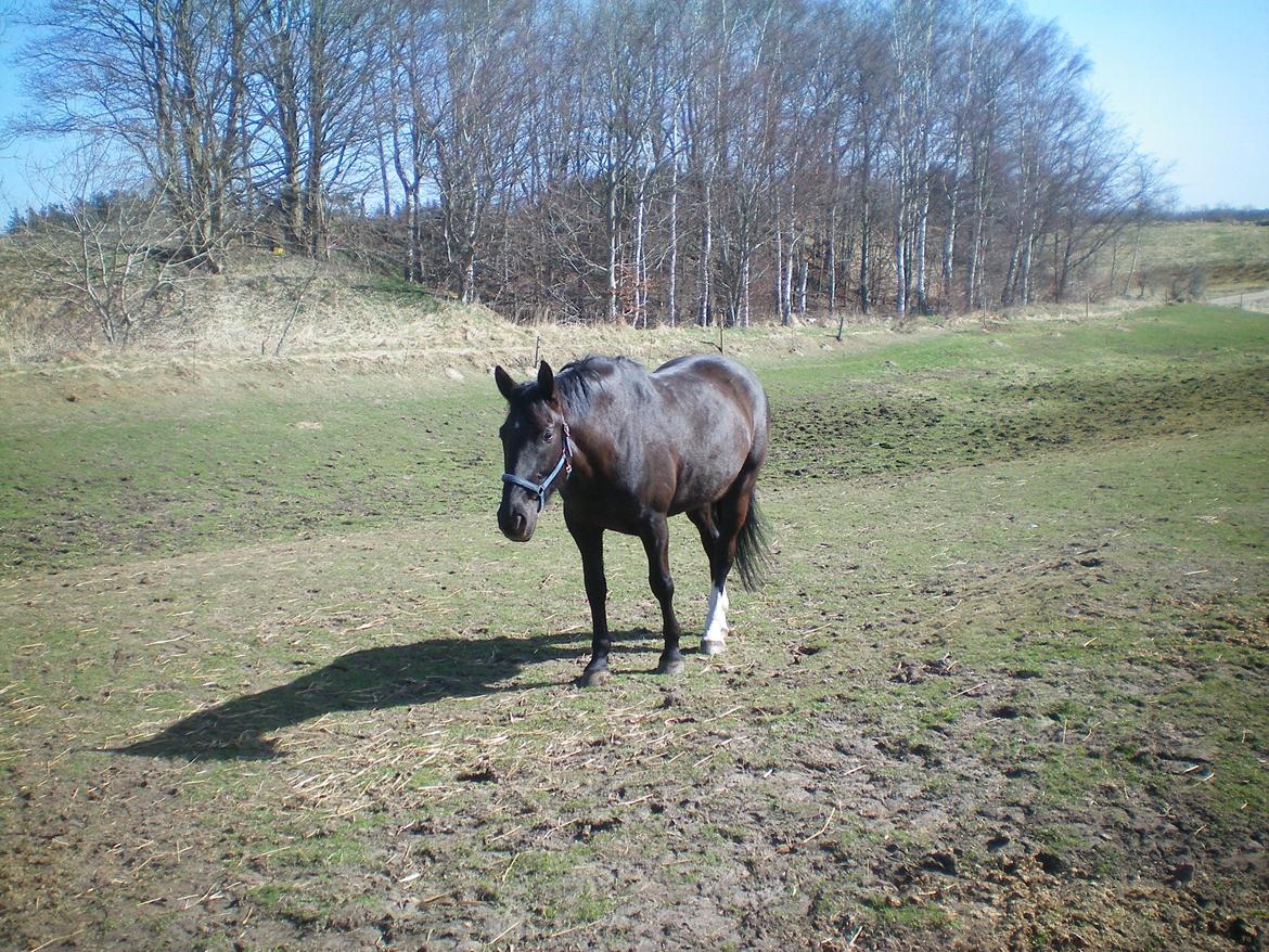 Dansk Varmblod Silva Bakkely billede 5