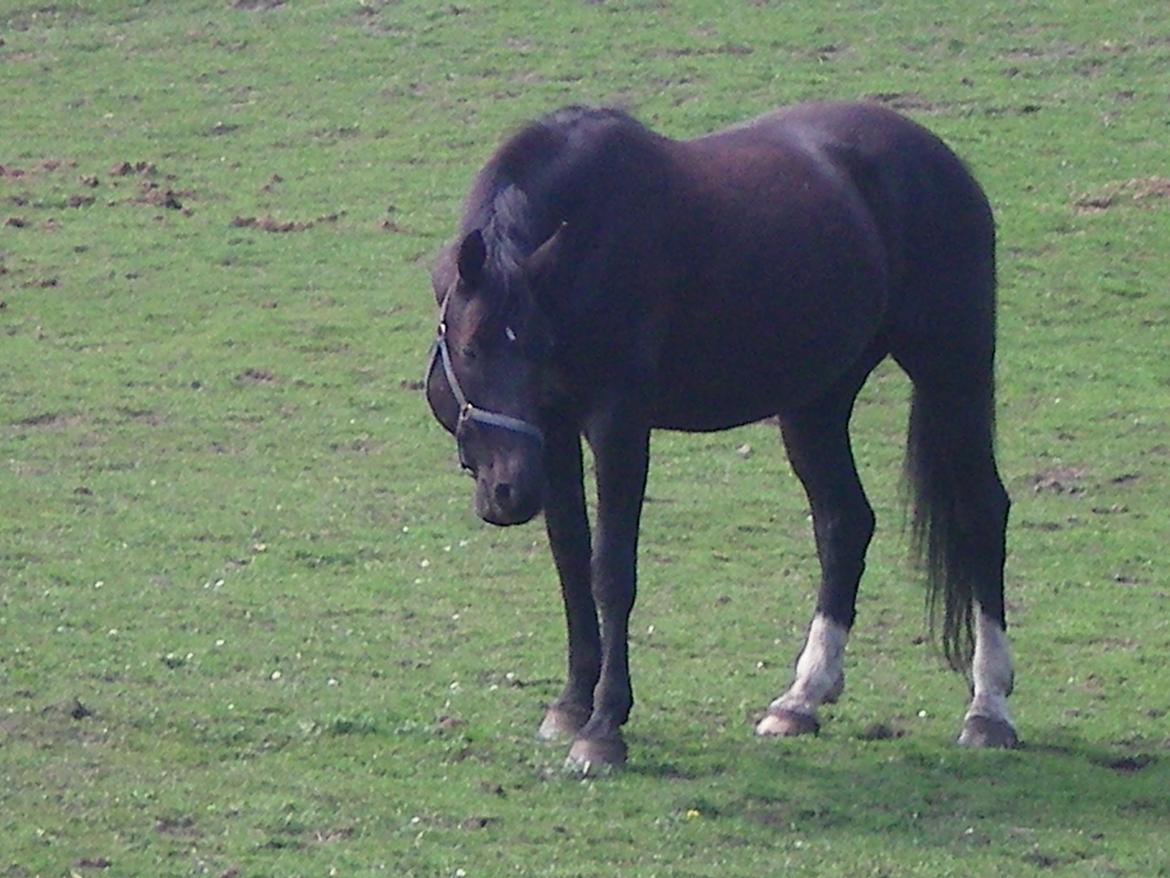 Dansk Varmblod Silva Bakkely billede 6
