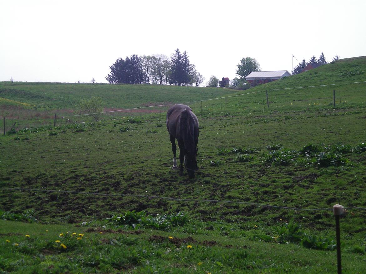 Dansk Varmblod Silva Bakkely billede 7