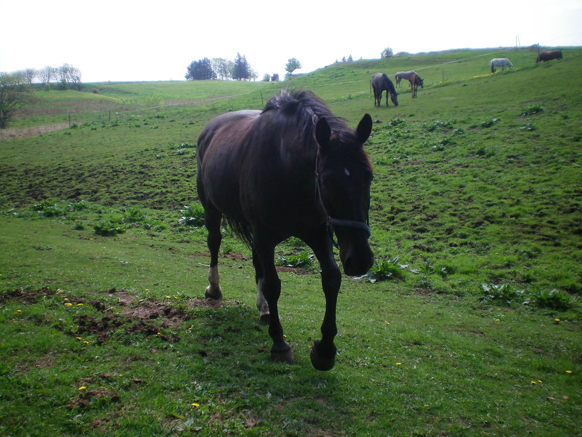 Dansk Varmblod Silva Bakkely billede 8