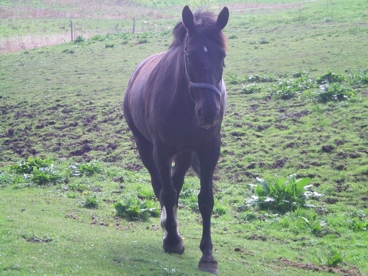 Dansk Varmblod Silva Bakkely billede 4