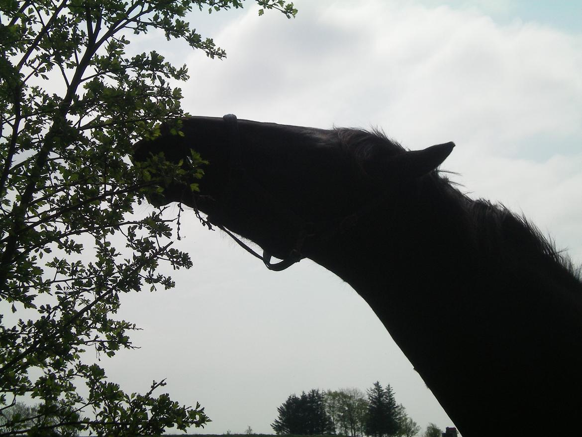 Dansk Varmblod Silva Bakkely billede 9