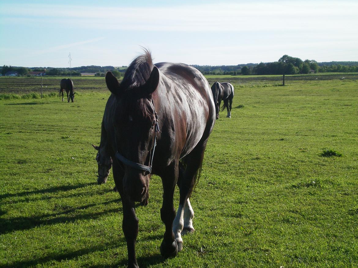 Dansk Varmblod Silva Bakkely billede 10