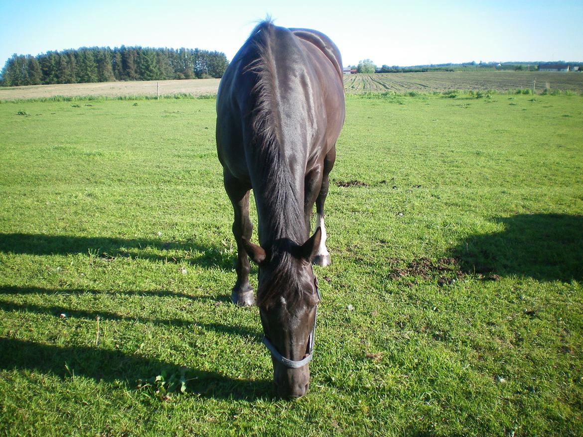Dansk Varmblod Silva Bakkely billede 11