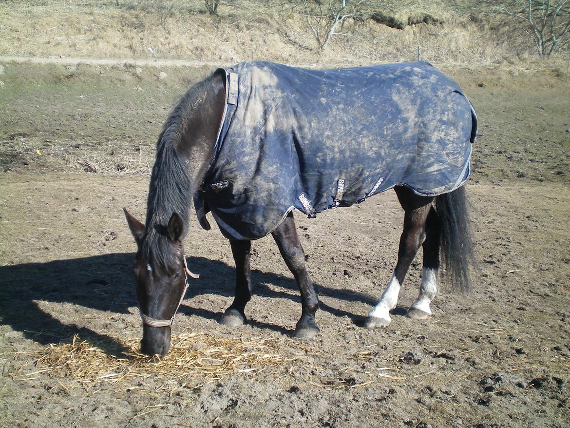 Dansk Varmblod Silva Bakkely billede 12