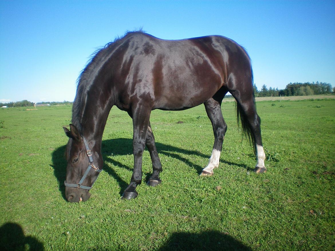 Dansk Varmblod Silva Bakkely billede 13