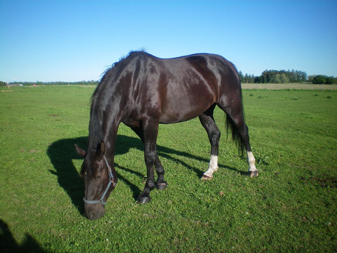 Dansk Varmblod Silva Bakkely billede 3
