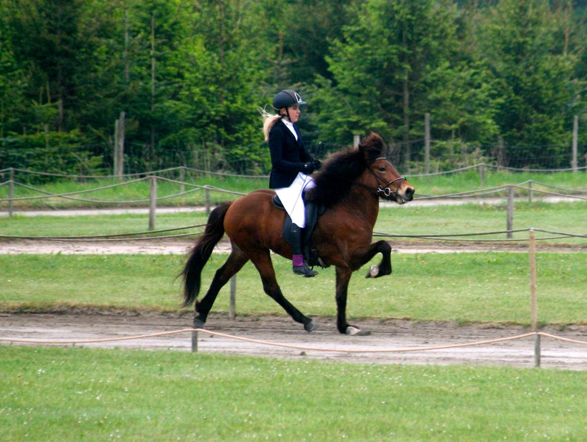 Islænder Lettir fra Skovbogaard - Pinsestævnet 2013 billede 20