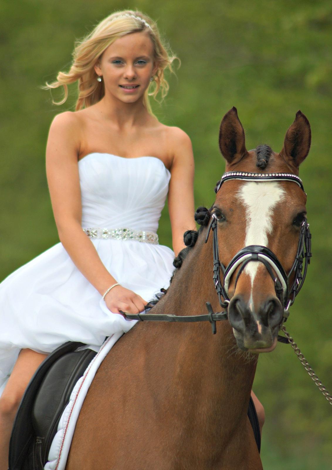 DSP Babett Bitsch - B-pony billede 1