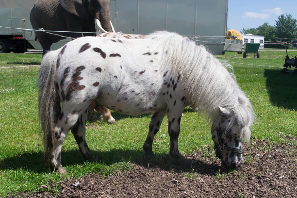 Miniature Bølle Bob billede 16