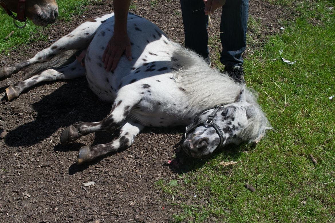 Miniature Bølle Bob billede 17