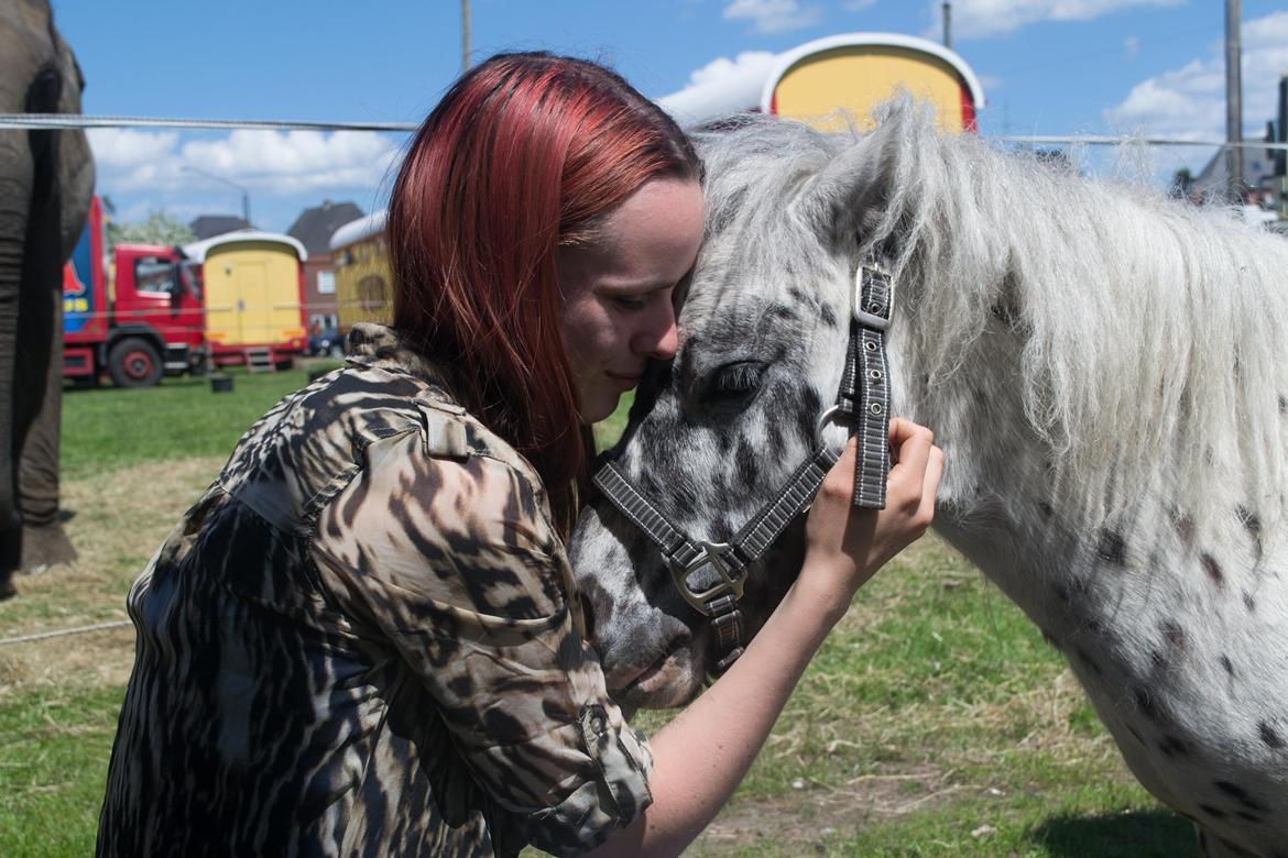 Miniature Bølle Bob billede 2