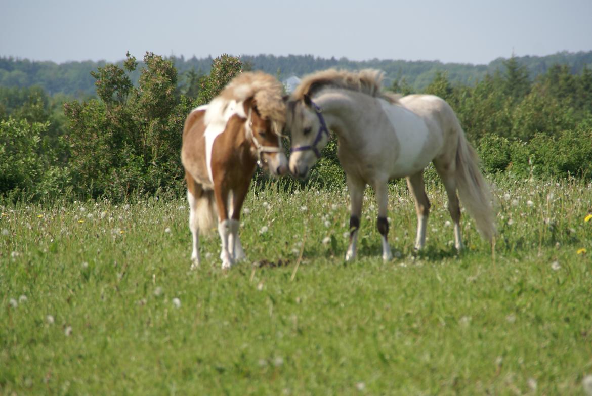 Amerikansk Miniature Paradise Ranch Take That billede 6