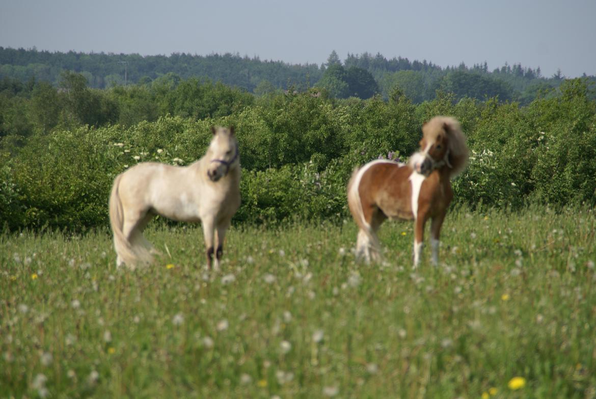 Amerikansk Miniature Paradise Ranch Take That billede 16