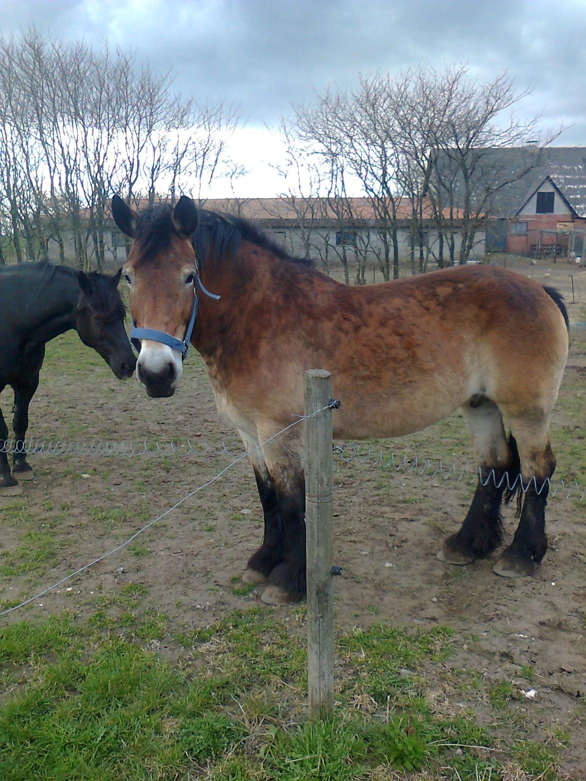 Nordsvensk Skovhest Emma - medio marts 13 billede 17