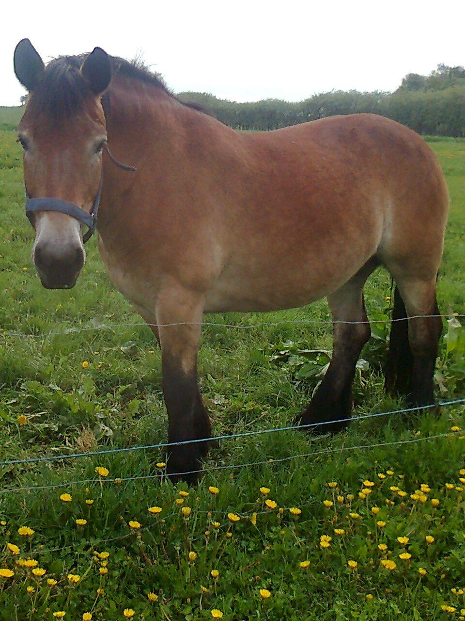 Nordsvensk Skovhest Emma - 24 maj 2013 billede 18