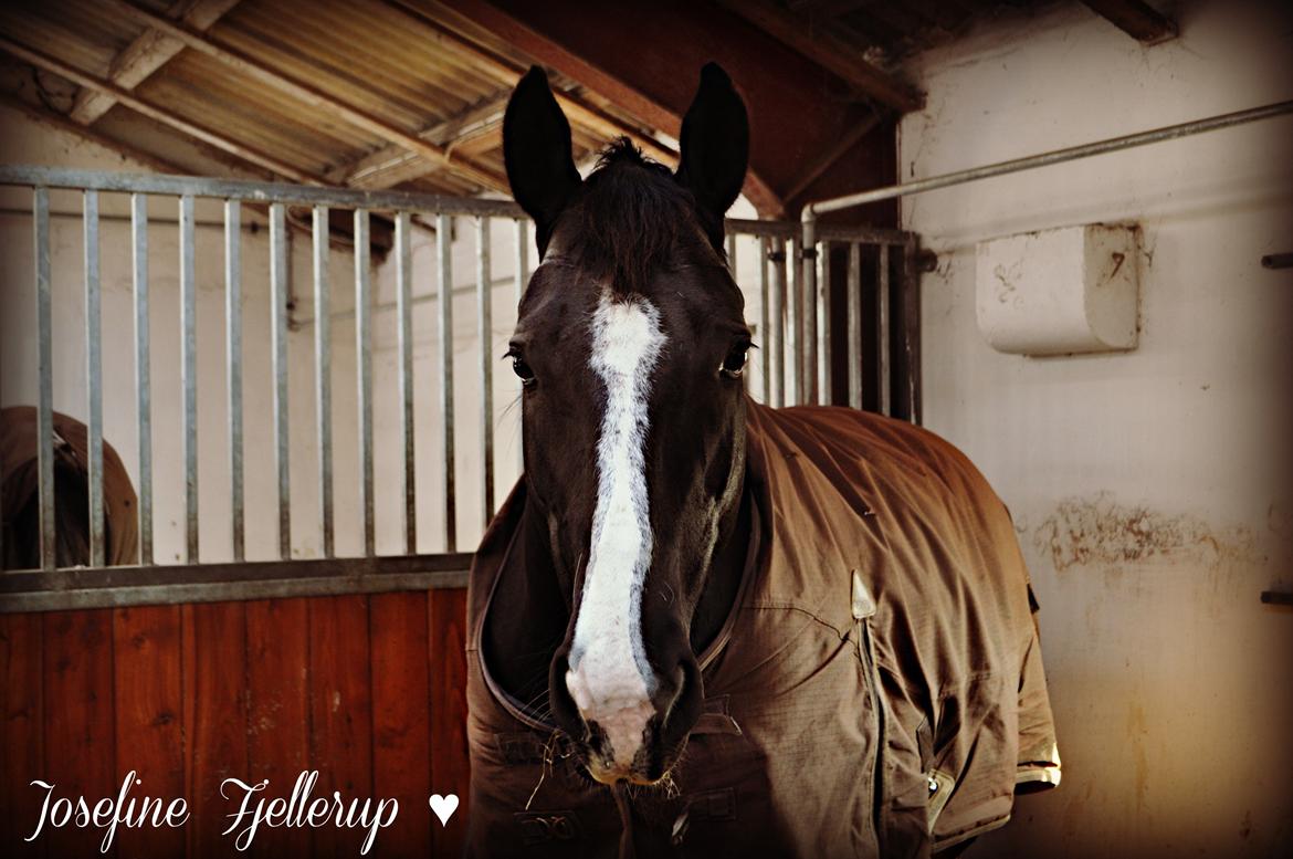 Oldenborg Josefine Fjellerup - VBH -<3 [Prinsesse] - Smukke hest - 2013 billede 28
